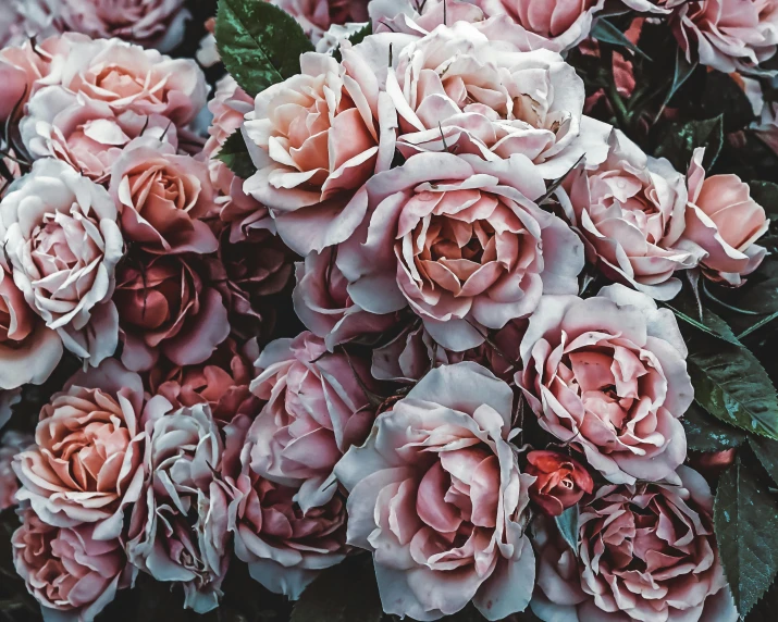 many roses are all on display together