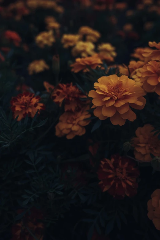 yellow and orange flowers with small leaves and small buds