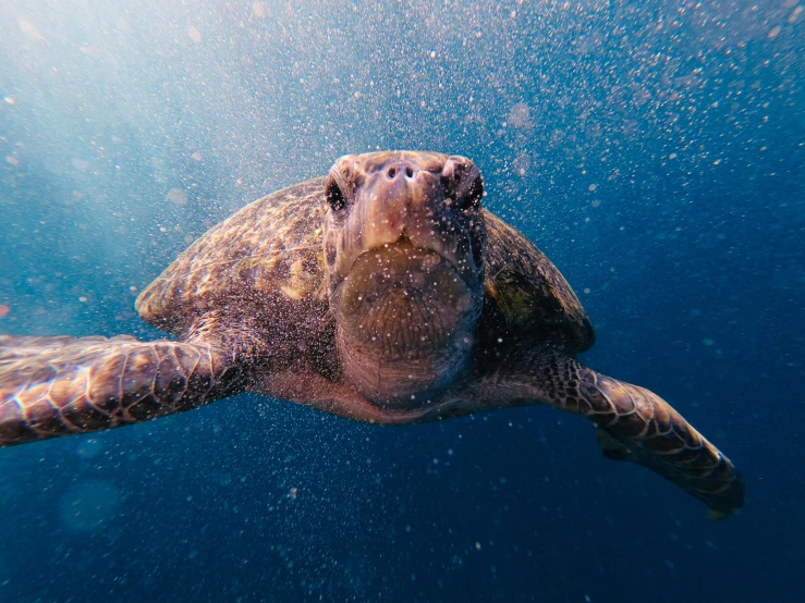 a close up of a turtle swimming in the ocean, pexels contest winner, renaissance, looking up at camera, splashing, 🦩🪐🐞👩🏻🦳, cinematic view from lower angle