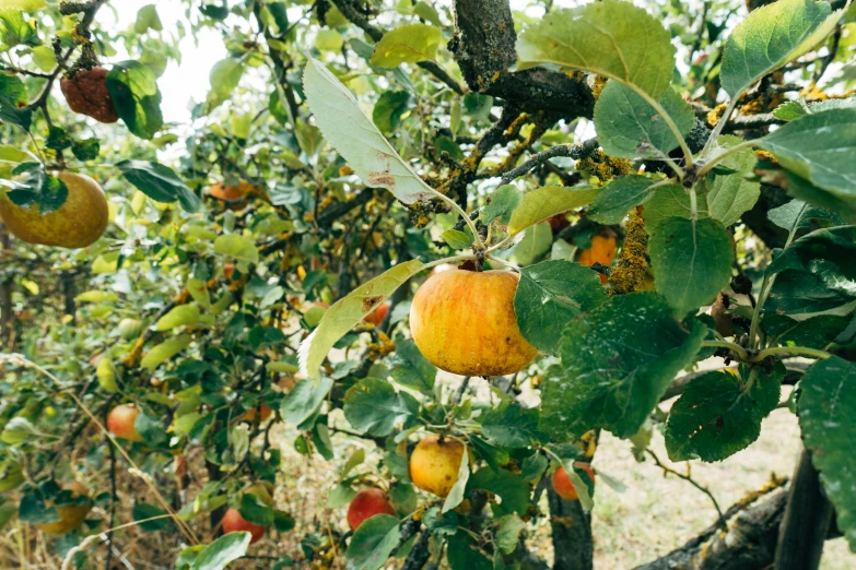 a bunch of apples hanging from a tree, unsplash, renaissance, f 1.4 kodak portra, fan favorite, 2 0 0 2 photo, garden with fruits on trees