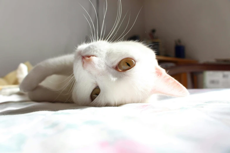 a white cat laying on top of a bed, instagram picture, wide eyed, head slightly tilted, ( ultra realistic