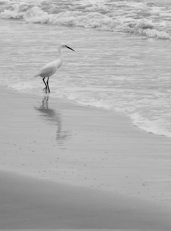 a white bird standing on top of a beach next to the ocean, a black and white photo, by Mandy Jurgens, standing in shallow water, fishing, detailed - i, crane