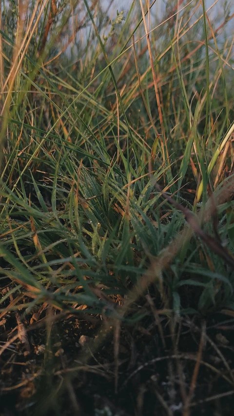 a white bird sitting on top of a lush green field, an album cover, by Attila Meszlenyi, unsplash, australian tonalism, mobile still frame. 4k uhd, standing in the grass at sunset, extreme detail 4 k, reeds