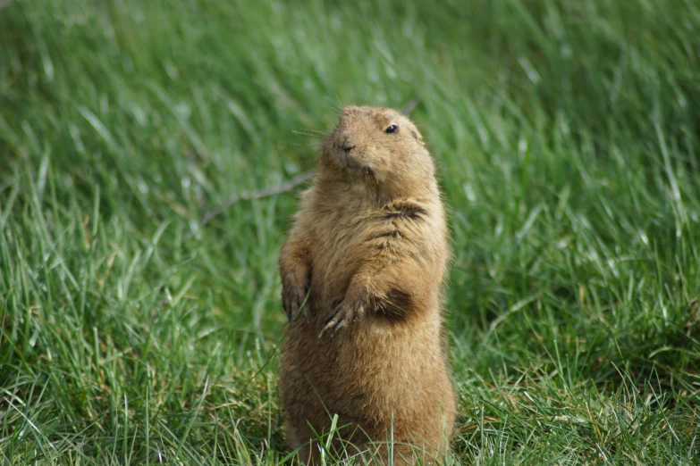 a ground squirrel standing on its hind legs in the grass, unsplash, renaissance, anthropomorphic beaver, petite, prairie, college