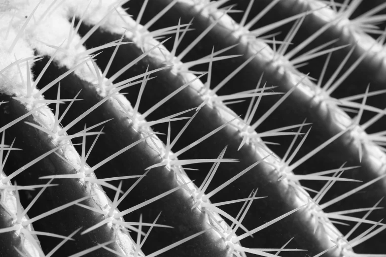 a black and white photo of a cactus, a microscopic photo, by Adam Chmielowski, square lines, detailed scales, microscopic cat, scientific photo