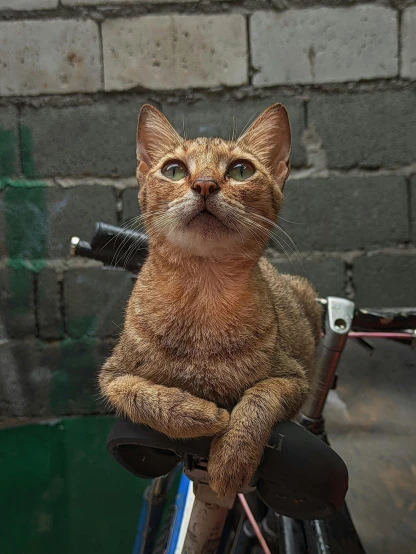 a cat that is sitting on top of a bike, by Steven Belledin, unsplash, indonesia, frontal portrait, holding court, photographed for reuters