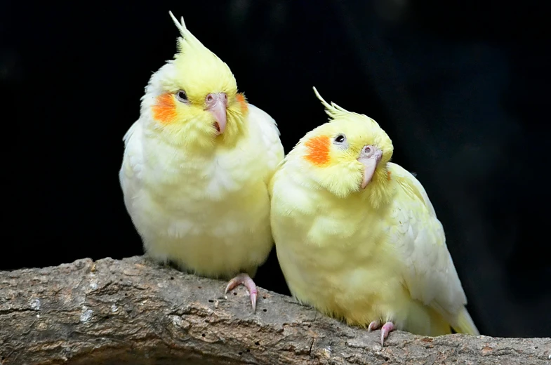 two yellow and white birds sitting on a tree branch, a portrait, by Elizabeth Durack, trending on pexels, pet animal, cocky, resting, australian