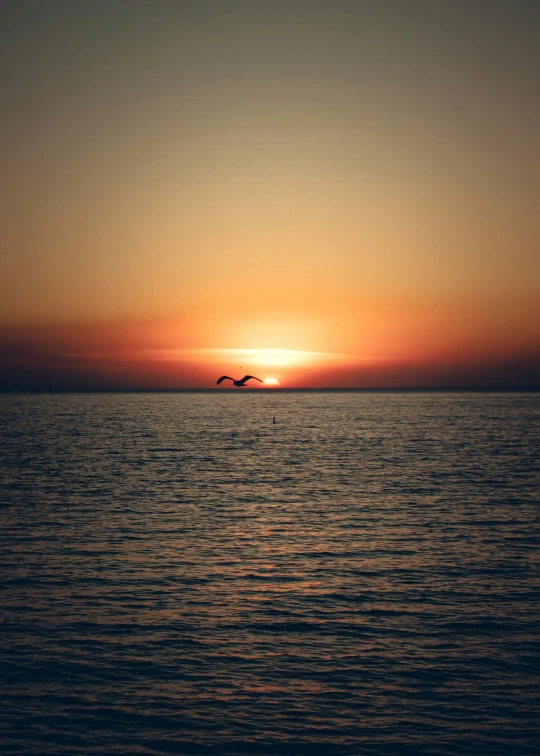 a bird flying over the ocean at sunset, pexels contest winner, romanticism, 2019 trending photo, naples, gulf, minimalist