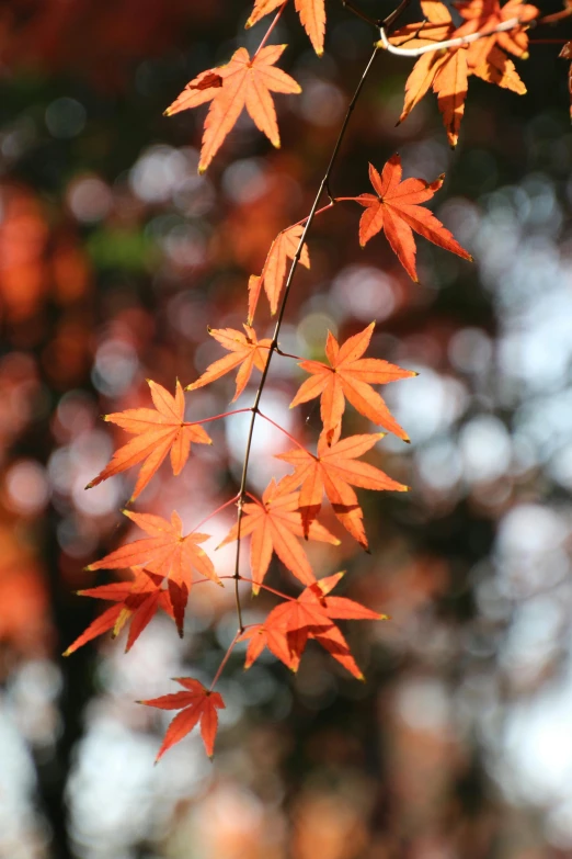 a bunch of red leaves hanging from a tree, inspired by Kanō Shōsenin, vibrant orange, natural sunlight, vanilla, multi-part