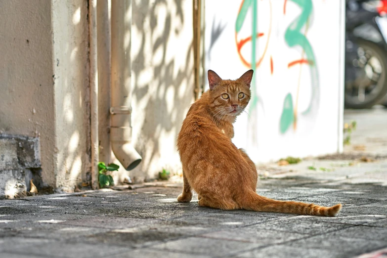 a cat that is sitting on the ground, by Emma Andijewska, pexels contest winner, graffiti, brown tail, tel aviv street, full body close-up shot, orange cat