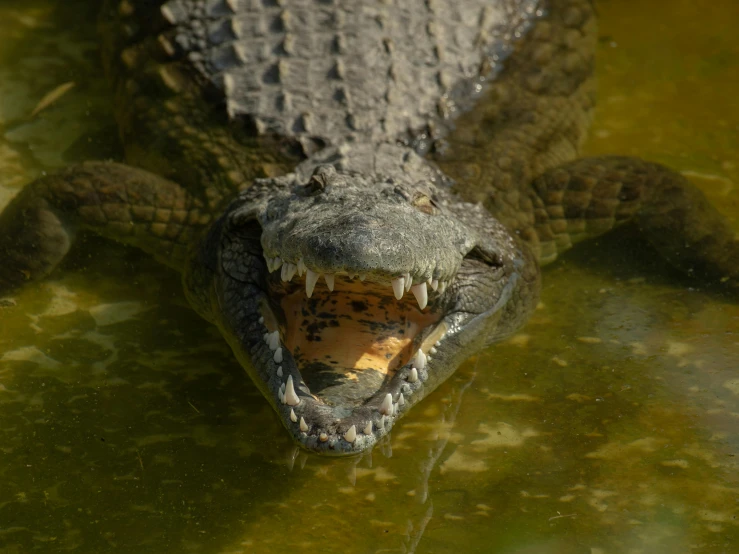 a close up of an alligator in a body of water, posing for the camera