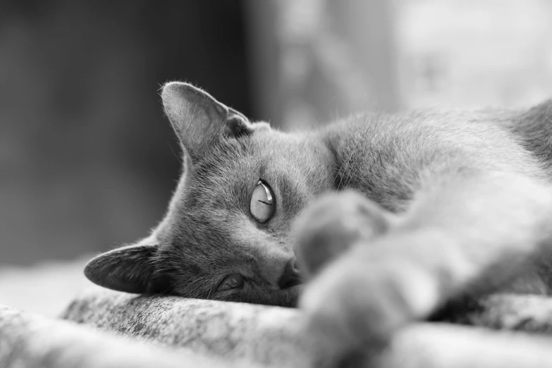 a black and white photo of a cat laying down, by Felix-Kelly, soft grey and blue natural light, aesthetic siamese cat, relaxing atmosphere, very beautiful photo