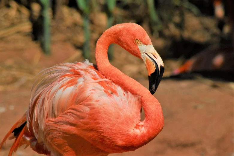 a close up of a flamingo standing on a dirt ground
