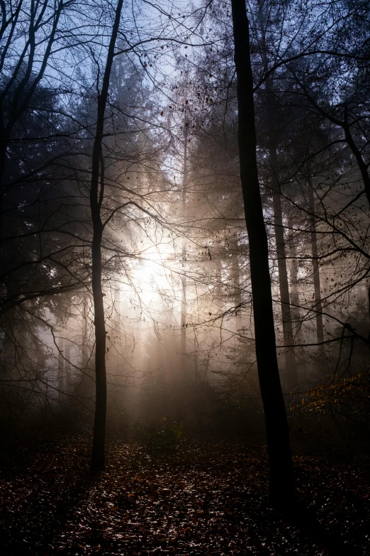 the sun shines through the trees in a foggy forest, by Sebastian Spreng, paul barson, lpoty, photograph