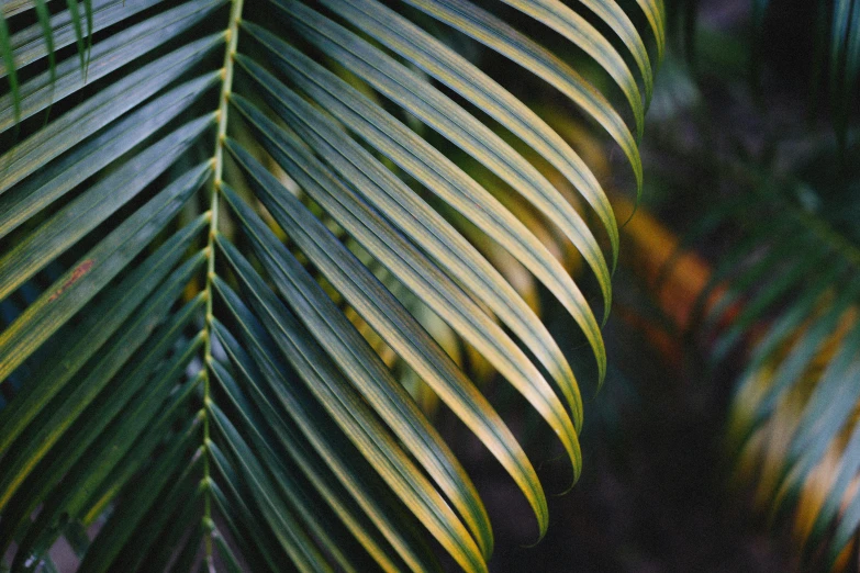 a close up of a leaf of a palm tree, inspired by Elsa Bleda, trending on unsplash, fan favorite, paul barson, curved, yellow and green