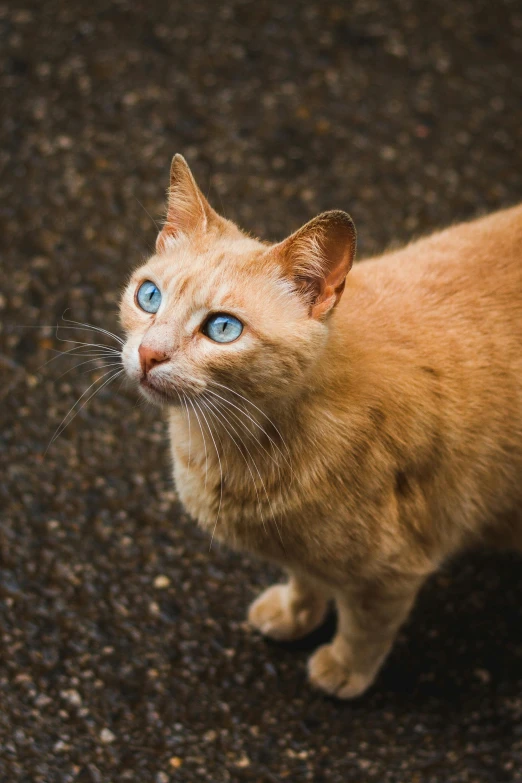a close up of a cat with blue eyes, an album cover, unsplash, hr ginger, animals in the streets, old male, 4 legs