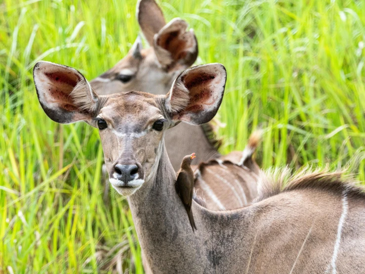 a couple of animals that are standing in the grass, by Daniel Lieske, pexels contest winner, sumatraism, deer ears, aerial iridecent veins, african sybil, local close up