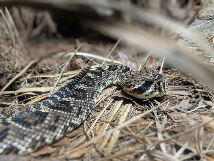 a close up of a snake on the ground, by Gwen Barnard, pexels contest winner, camo made of out teeth, snake hair, looking the camera, petite