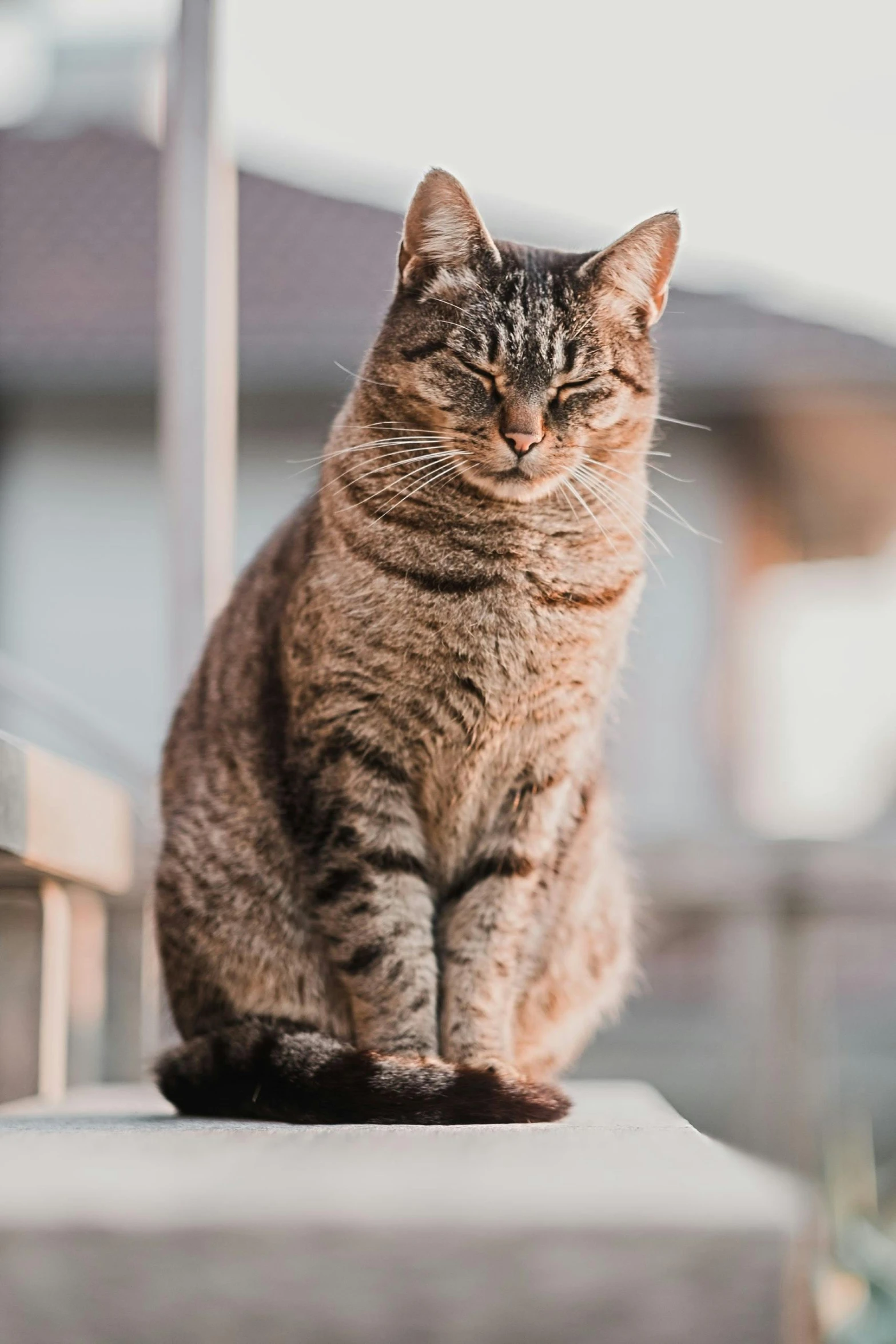 a cat sitting on a ledge in front of a house, by Niko Henrichon, unsplash, confident relaxed pose, brown, on a pedestal, proud serious expression