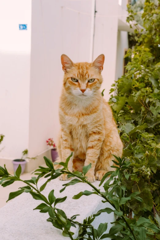 a cat sitting on top of a rock next to a bush, on a white table, facing the camera, orange hue, covered in plants