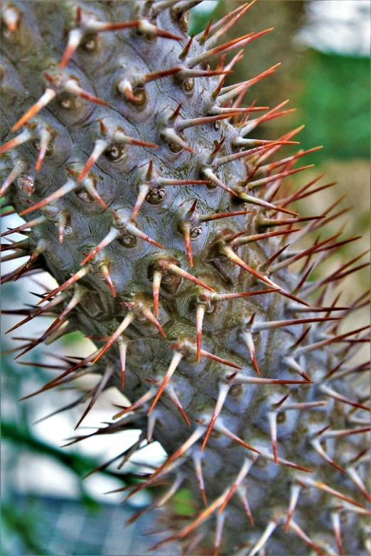 a close up of a spiky cactus plant, ornate armor covered in thorns, taken in the late 2000s, photo taken in 2018, made of cactus spines