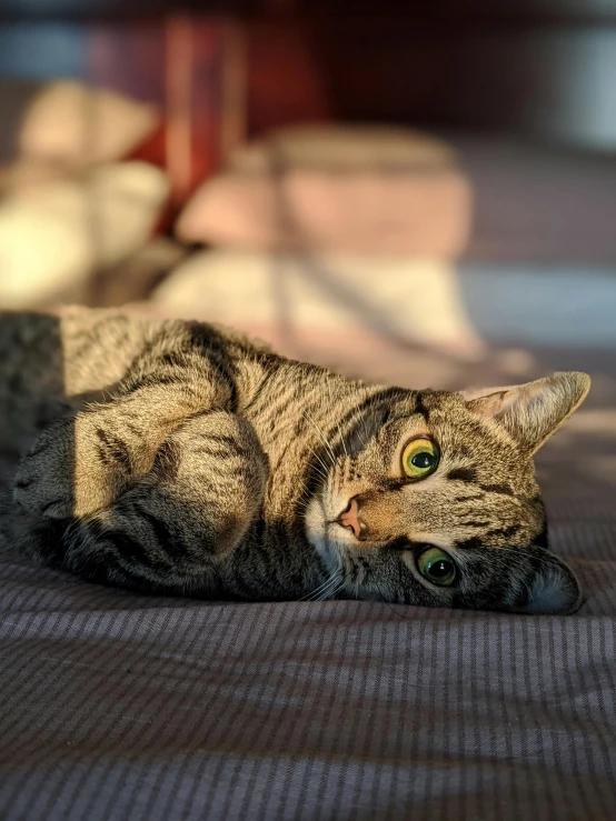 a cat that is laying down on a bed, pexels contest winner, photorealism, dappled in evening light, today\'s featured photograph 4k, sassy pose, volumetric and perfect lighting