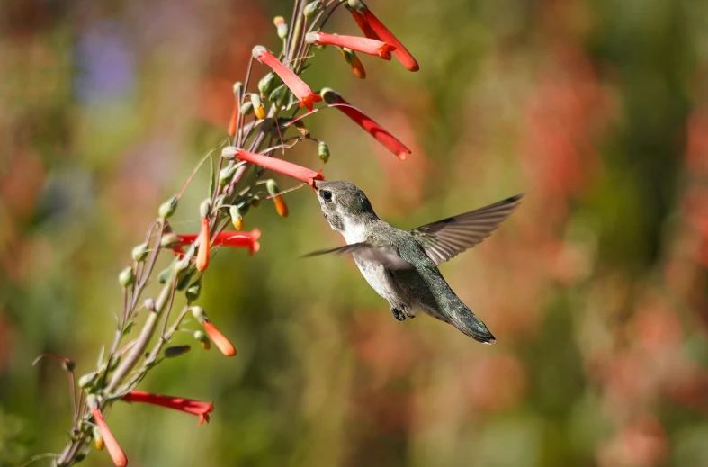 a hummingbird sitting on top of a red flower, by Carey Morris, pexels contest winner, arabesque, flitting around in the sky, sage, bottlebrush, grey