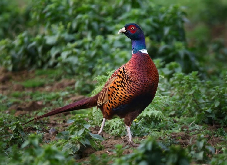 a bird that is standing in the grass, pheasant holding a sword, multi - coloured, uttarakhand, game ready