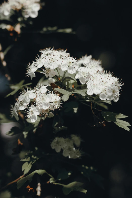 a plant with lots of white flowers in it