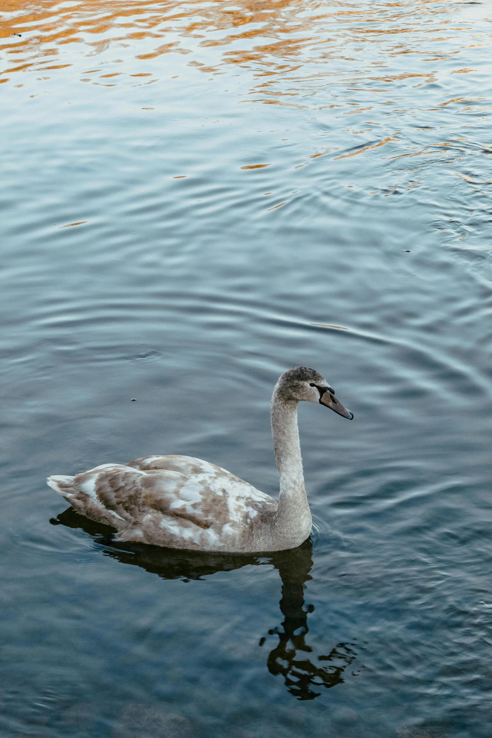 a duck floating on top of a body of water, by Jan Tengnagel, unsplash, renaissance, low quality photo, swan, late summer evening, immature