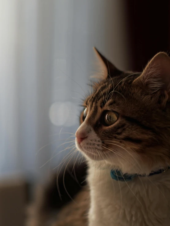 a cat sitting on top of a bed next to a window, a picture, trending on unsplash, with a pointed chin, neck zoomed in, looking off into the distance, medium close-up shot