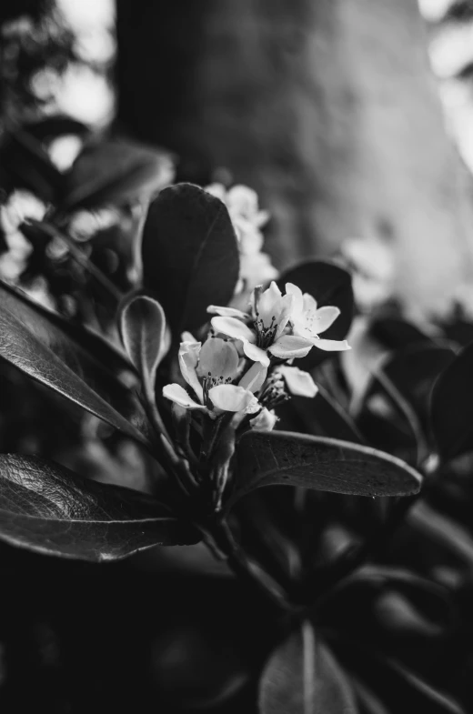 a black and white photo of a flower, unsplash, lush garden leaves and flowers, manuka, 🌺 cgsociety, medium format