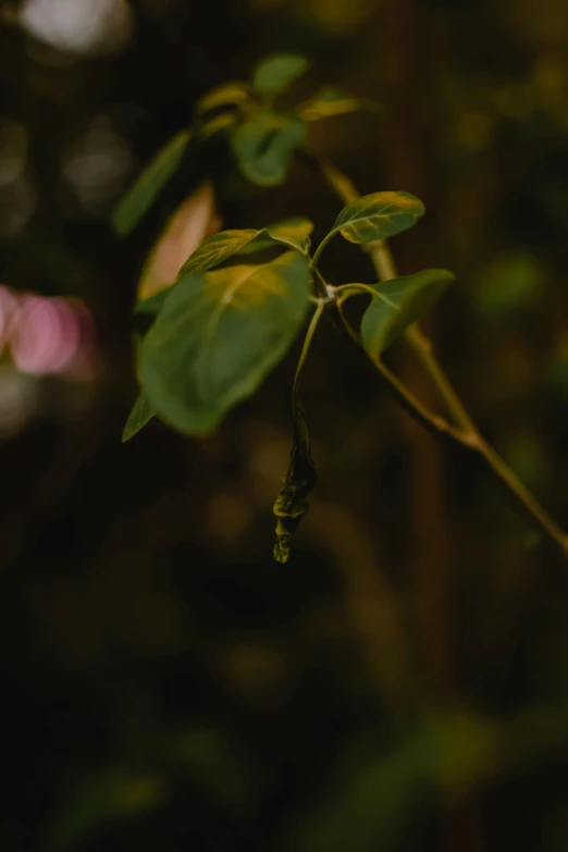 a close up of a flower on a tree branch, unsplash, happening, green ambient light, poison ivy, ignant, slightly pixelated