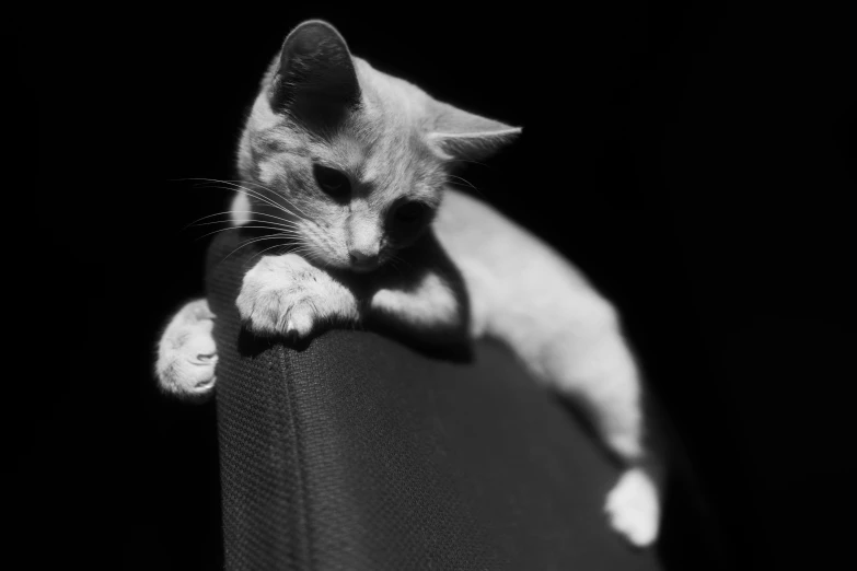 a black and white photo of a cat laying on a chair, by Felix-Kelly
