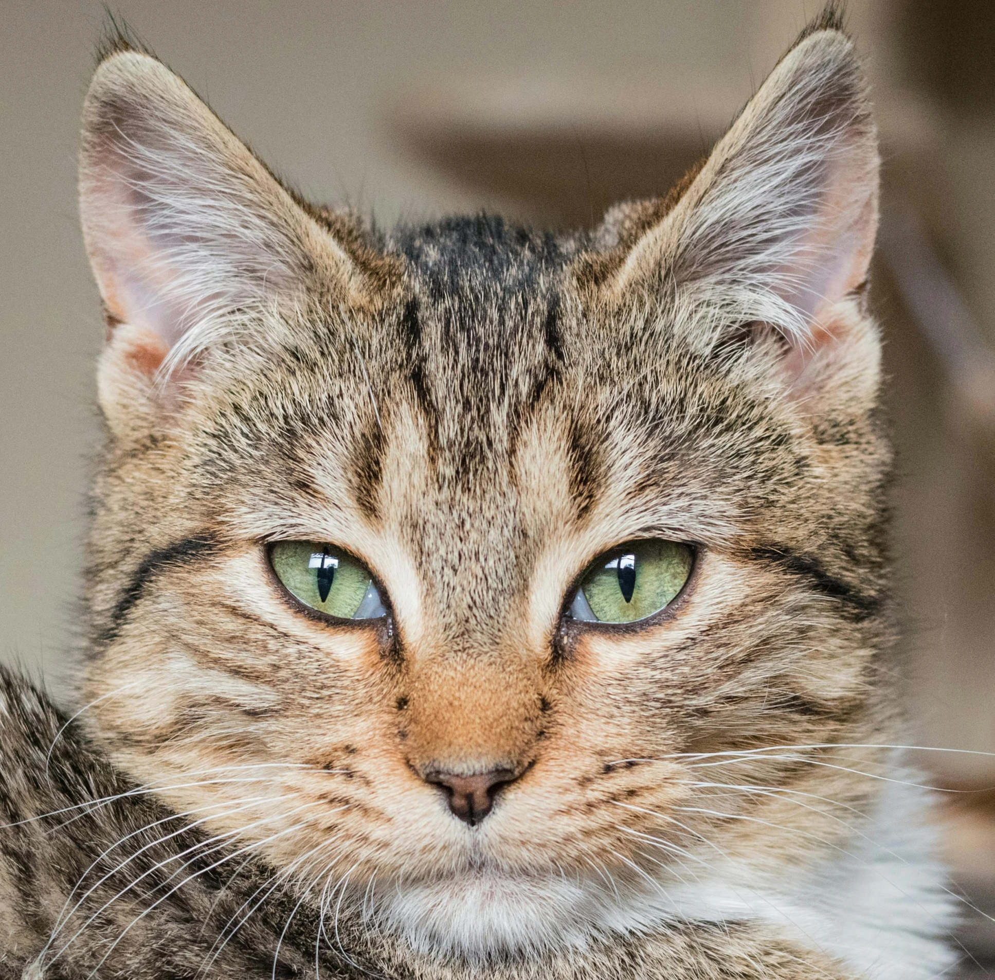 a close up of a cat with green eyes, a portrait, by Terese Nielsen, unsplash, shot on sony a 7, pointy ears, young female, brown