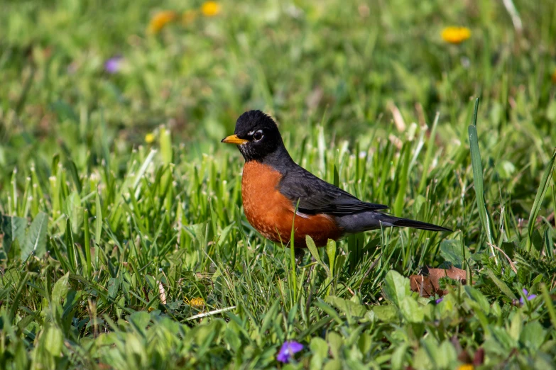 a bird that is standing in the grass, red and orange colored, spring early, family photo, rounded beak