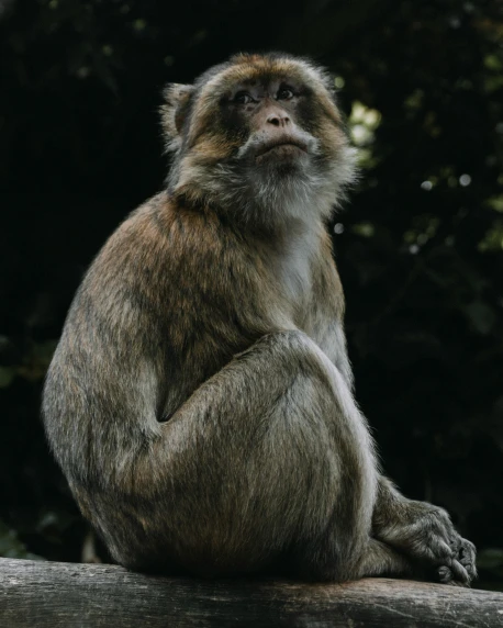 a monkey sitting on top of a wooden log, sitting on a table