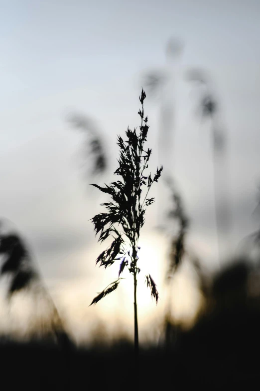 the sun is setting behind some tall grass, a picture, by Andries Stock, land art, weeds and grass, today\'s featured photograph 4k, candid photograph, soft shadowing