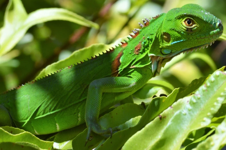 a green lizard sitting on top of a leaf covered tree, by Terese Nielsen, pexels contest winner, hurufiyya, avatar image, no cropping, iguana, mantid features