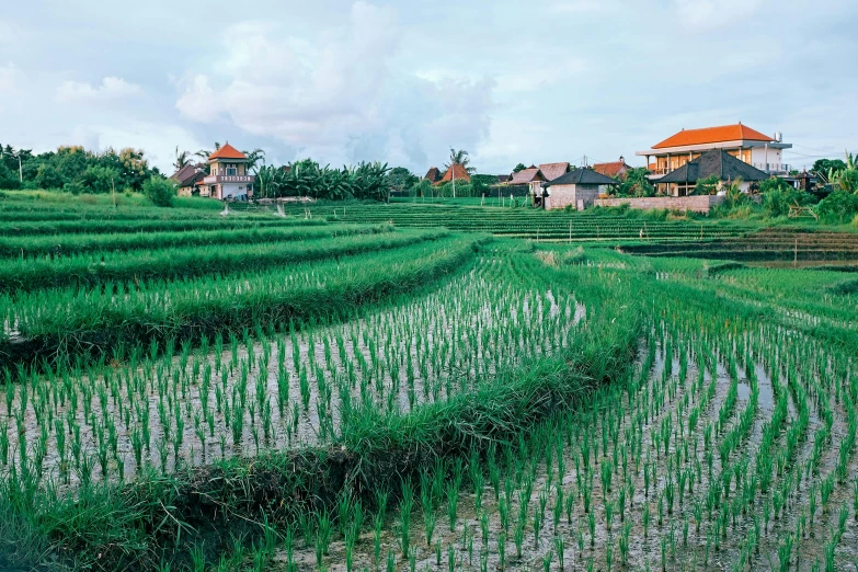 a lush green rice field with houses in the background, trending on unsplash, kodak portra, multiple stories, indonesia, conde nast traveler photo