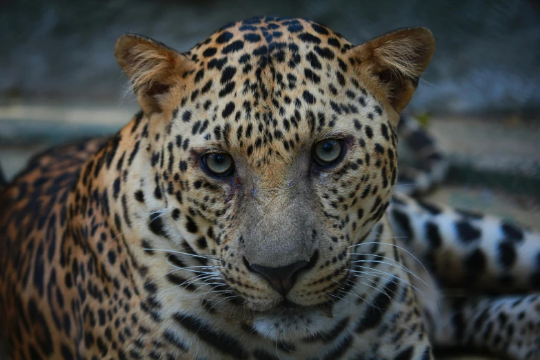 a close up of a leopard laying on the ground, a portrait, by Daniel Lieske, pexels contest winner, frontal close up, peruvian looking, video, serious business