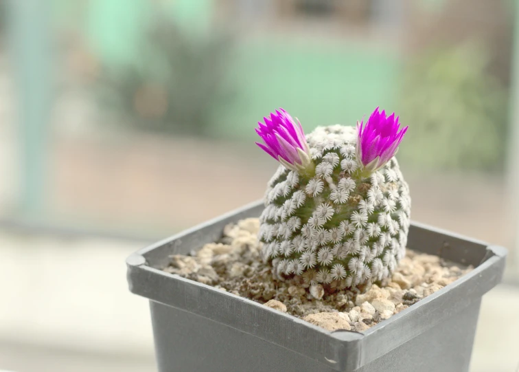 a close up of a small cactus in a pot, inspired by Hirosada II, pexels contest winner, hurufiyya, purple and pink, moai seedling, rear-shot, exterior shot