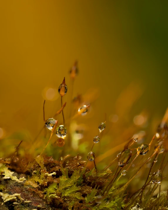 a close up of a moss covered tree trunk, a macro photograph, by Slava Raškaj, unsplash contest winner, minimalism, golden orbs and fireflies, today\'s featured photograph 4k, autumn colors, transparent droplets