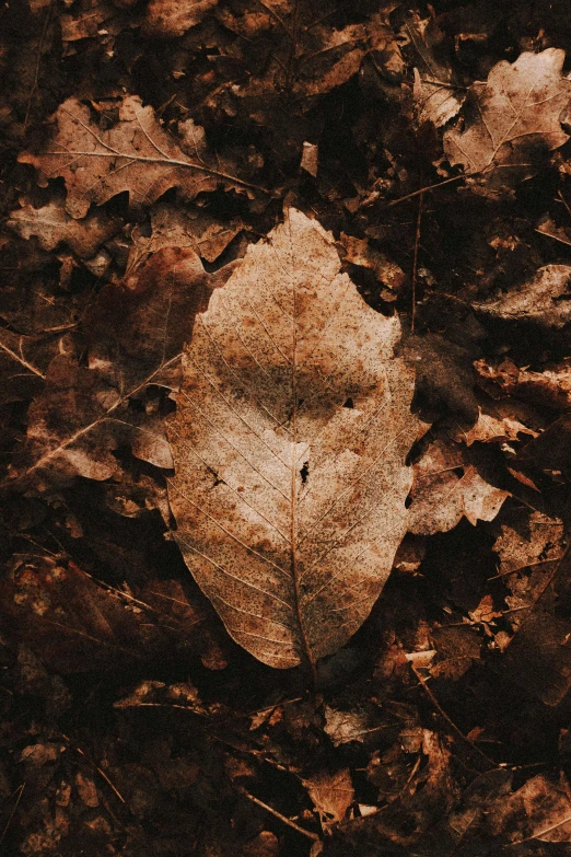 a leaf that is laying on the ground, an album cover, inspired by Elsa Bleda, trending on pexels, symbolism, muted brown, pareidolia, ignant, bark for skin