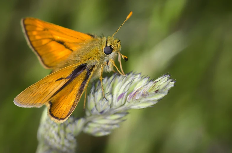 a close up of a butterfly on a flower, a macro photograph, by David Simpson, hurufiyya, orange grass, medium closeup, wide focus, golden wings