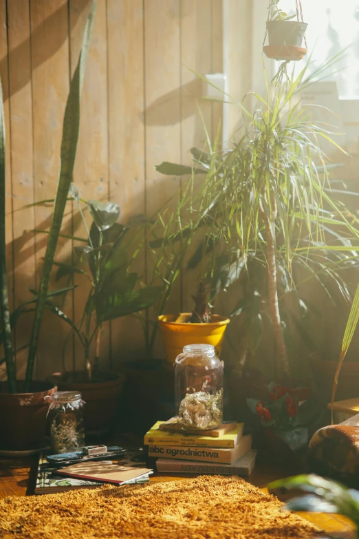 a living room filled with furniture and plants, a still life, inspired by Elsa Bleda, unsplash, light and space, sun flares, terrarium, warm yellow lighting, image apothecary