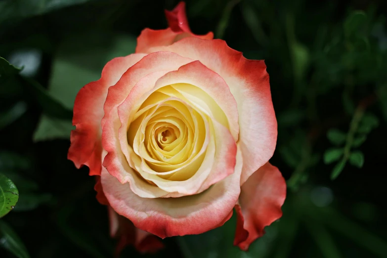 a close up of a pink and yellow rose, by Gwen Barnard, pexels, red and white flowers, paul barson, a high angle shot, celebration