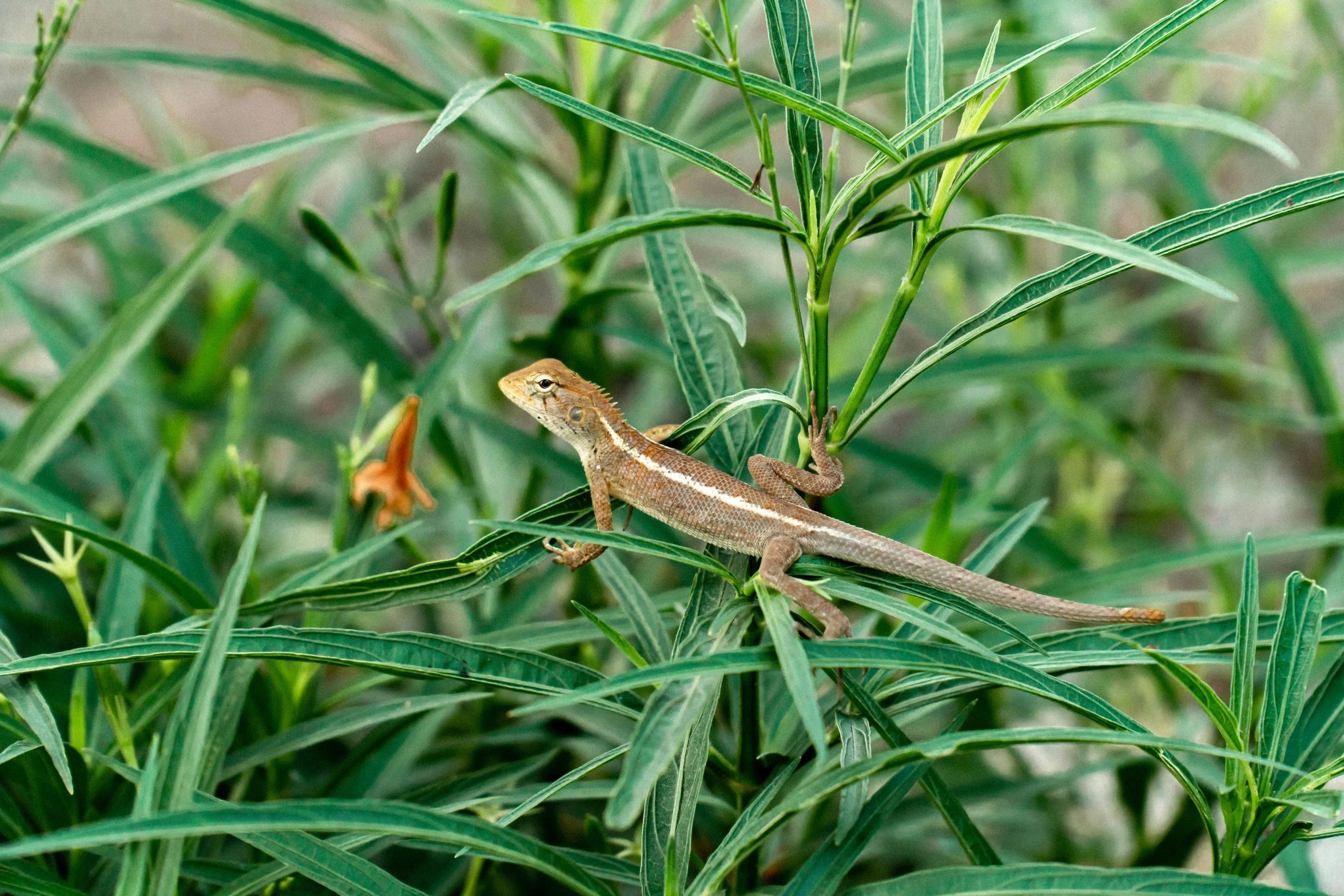 a lizard sitting on top of a green plant, a photo, hunting, trimmed with a white stripe, high res photo, illustration »