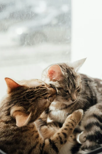 a couple of cats laying next to each other on a window sill, pexels contest winner, romanticism, kissing each other, plain background, brown, while it's raining