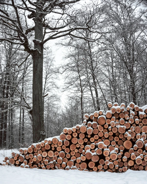 a pile of logs sitting in the snow, by Karl Pümpin, pexels contest winner, merging with tree in a forest, ((trees))